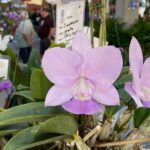 orquidias (1)