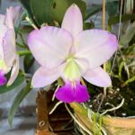 orquidias (7)