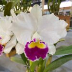 orquidias (8)