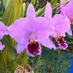 orquidias (9)